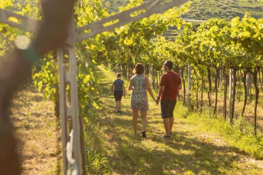 THE TRADITIONS OF VALPOLICELLA: WINE, EVO OIL, AND HONEY TASTING - Inside the Winery: From Grape Drying to Fermentation