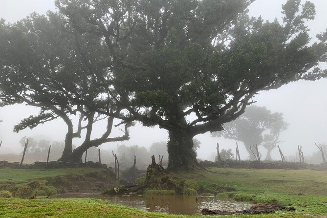 The Untraveled West Tour - Discovering the Forest of Fanal and Its Ancient Trees