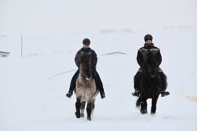 The Viking Horse Riding Experience in North Iceland - The Unique "Tölt" Gait and Horse Training