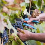 The Vine-Harvest Day Trip in Chania - Tour of a 19th-Century Family Cottage-House and Cultural Insights
