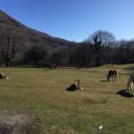 Tirana: Dajti National Park and Tujani Peak Hiking Tour - Starting Point and Transportation in Tirana