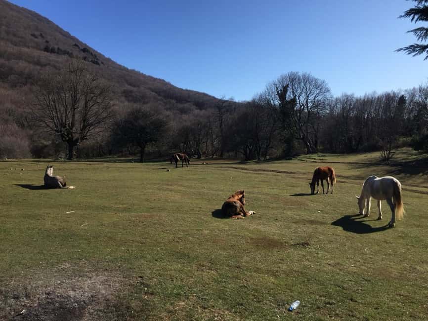 Tirana: Dajti National Park and Tujani Peak Hiking Tour - Starting Point and Transportation in Tirana