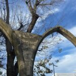 Tomar: Private Walking Tour of Medieval Town and Synagogue - Meeting Point at Santa Maria do Olival and Initial Impressions