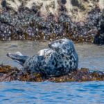 Torquay Coastal RIB Seafari - Meeting Point and Group Size