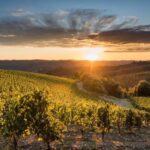 Total Immersion Wine Tour in Chianti - Behind the Scenes in the Organic Vineyard