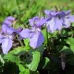 Toulouse: Pastel Dyeing Demonstration and Cultural visit - The Historical Significance of Pastel in Toulouse