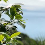 Tour from Genoa to Portofino,Santa Margherita and Camogli - How the Tour Starts at Genoas Cruise Terminal