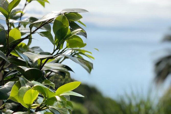 Tour from Genoa to Portofino,Santa Margherita and Camogli - How the Tour Starts at Genoas Cruise Terminal