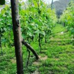 Tour from Napoli to pompei/ercolano: Luxury Tour, Secret Vineyard - Pompeii Archaeological Park: Walking Through Ancient Rome