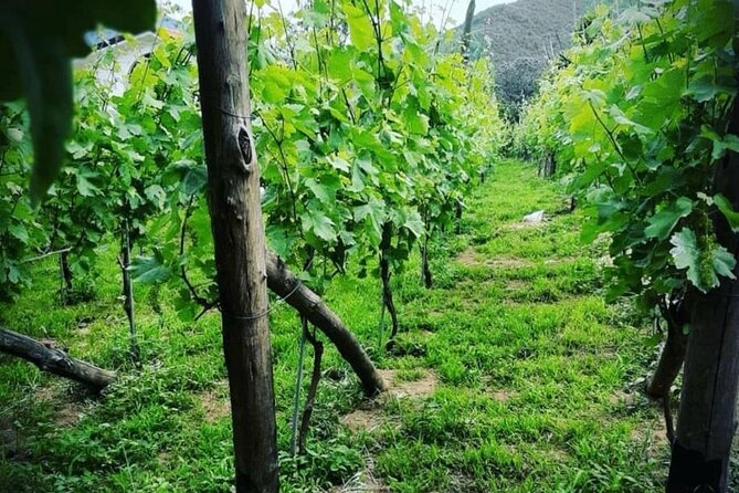 Tour from Napoli to pompei/ercolano: Luxury Tour, Secret Vineyard - Pompeii Archaeological Park: Walking Through Ancient Rome