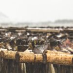 Tour of the authentic fjords of Kvaløya to Sommarøy - Journey into Norway’s Arctic Fjords