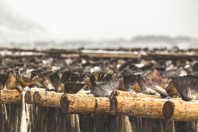 Tour of the authentic fjords of Kvaløya to Sommarøy - Journey into Norway’s Arctic Fjords