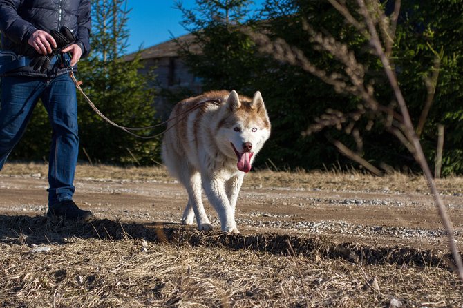 Tour to Husky Park with Cani-Cross Hike - Post-Hike Light Meal and Local Hospitality