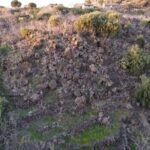 tour with tasting in the Bronte pistachio plantations - Discovering the Origins in Bronte