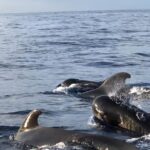 Tour with Whale and Dolphin Watching plus food included - Wildlife Sightings and Expert Guidance