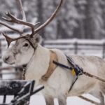 Traditional Reindeer Farm Visit with a Short Sleigh Ride - What Makes This Reindeer Farm Visit Special?
