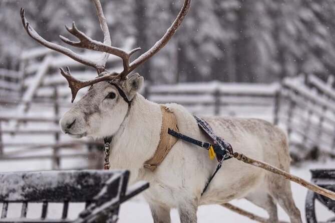 Traditional Reindeer Farm Visit with a Short Sleigh Ride - What Makes This Reindeer Farm Visit Special?