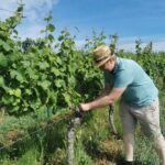 Traditional visit and tasting - Exploring the Cellar: From the Pressing Hall to Wooden Tuns