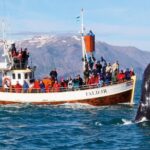 Traditional Whale Watching from Húsavík by Local Family Company - The Magic of Skjálfandi Bay: Wildlife and Coastline