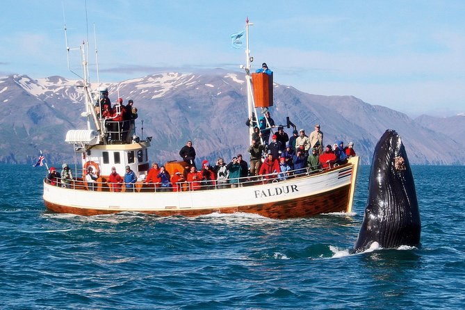Traditional Whale Watching from Húsavík by Local Family Company - The Magic of Skjálfandi Bay: Wildlife and Coastline