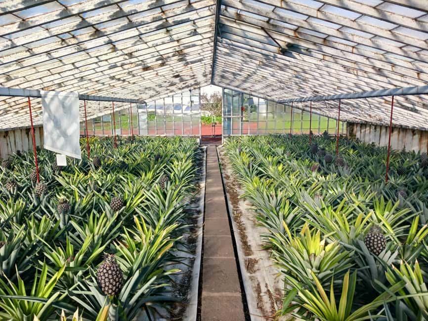 Traditions & Flavors of São Miguel - Exploring a Pineapple Plantation and Learning Azorean Cultivation
