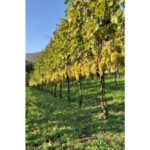 Tramonti: Tenuta San Francesco Wine Tasting - Tasting Three Amalfi Coast Wines: Bove, DAvino, and Giordano