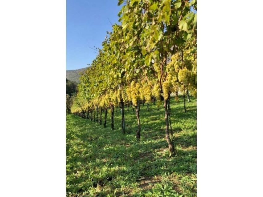 Tramonti: Tenuta San Francesco Wine Tasting - Tasting Three Amalfi Coast Wines: Bove, DAvino, and Giordano