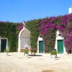 Trani Wine Tours: Flavors of Puglia - From Montefalcone Village to the Vineyards of Trani