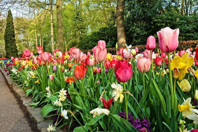 Transfer from Amsterdam to Keukenhof Gardens Tulip from Amsterdam - Seamless Hotel Pickup and Drop-off in Amsterdam
