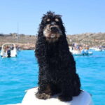 Trapani: favignana and levanzo boat tour - Lunch and Island Exploration Options at Favignana