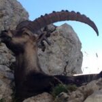 Travel with Swissness - The Convenience of Hotel Pickup and Drop-Off in Zurich