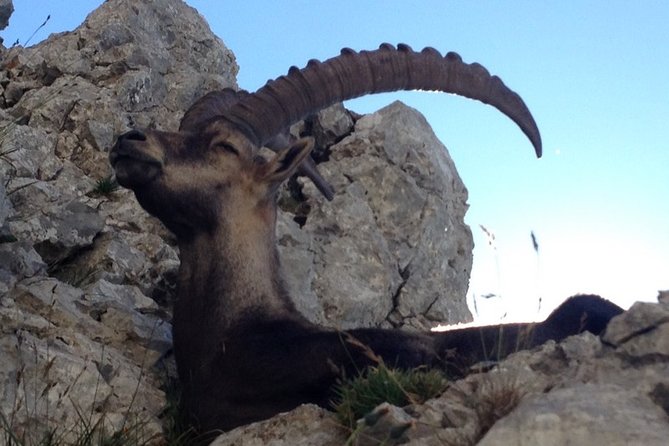 Travel with Swissness - The Convenience of Hotel Pickup and Drop-Off in Zurich