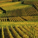 Treasures of Alsace tour: Obernai, Barr, Mittelbergheim, and Mont Saint Odile - Scenic Drive Through Alsace Vineyards and Charming Villages