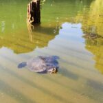 Trekking in the Wood with picnic on the turtles lake - The Peaceful Turtle Lake and Its Wildlife
