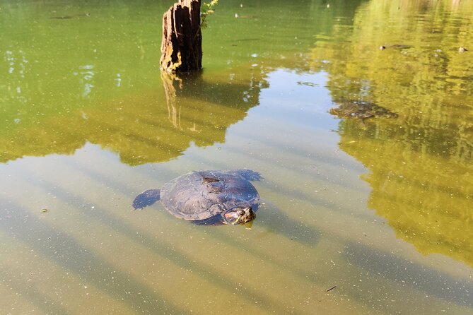 Trekking in the Wood with picnic on the turtles lake - The Peaceful Turtle Lake and Its Wildlife