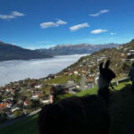 Triesenberg: Llama hike with a delicious BBQ in the middle of the forest - Picking Up Your Own Llama at Lama- & Alpakahof Triesenberg