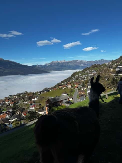 Triesenberg: Llama hike with a delicious BBQ in the middle of the forest - Picking Up Your Own Llama at Lama- & Alpakahof Triesenberg