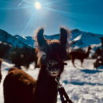 Triesenberg: Private hike with our llamas - The Scenic Route Through Triesenberg’s Green Meadows