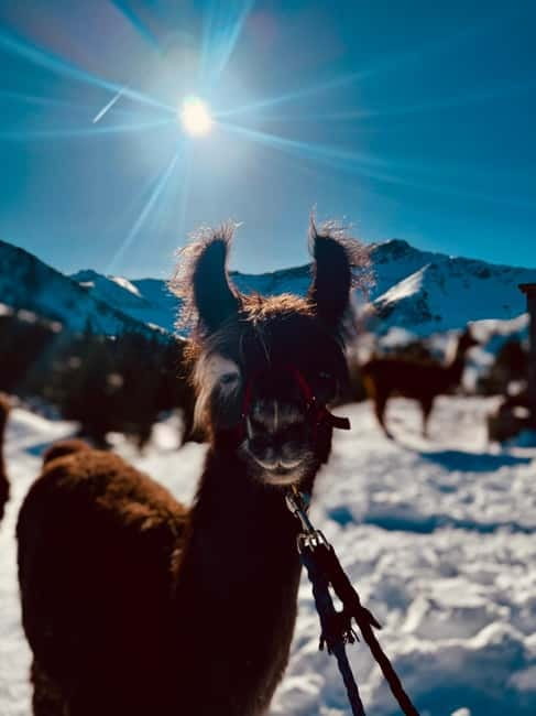 Triesenberg: Private hike with our llamas - The Scenic Route Through Triesenberg’s Green Meadows