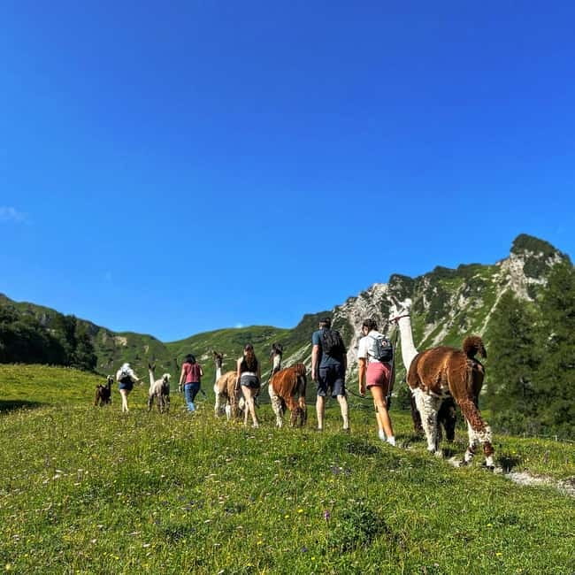 Triesenberg: Walk with Llamas in the Mountains - The Starting Point at Chalberrütistrasse 70