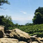 Trieste: 2.5-Hour Prosecco Origins Tour and Tastings - Tasting Regional Wines and Local Delicacies