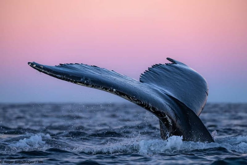 Tromsø: 24hr Northern Lights & Whale Watching Cruise - Departure from Tromsø Havn Prostneset and the Initial Transfer