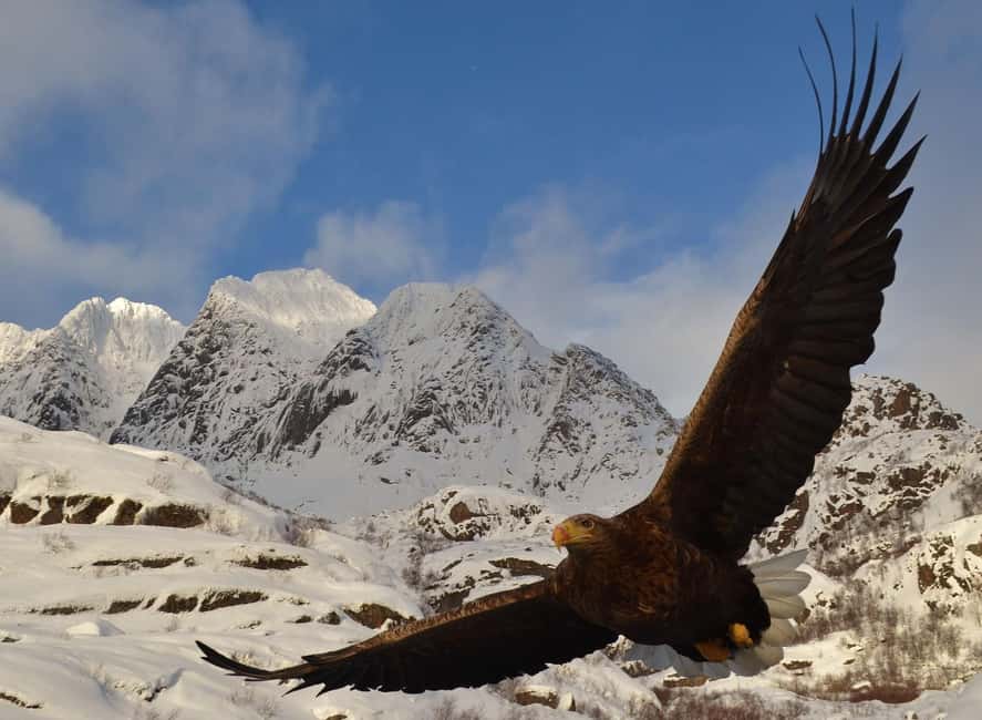 Tromsø: Arctic Fjord Tour, Feed Reindeer, Sami Camp & Museum - From Tromsø’s Museum to the Arctic Fjords
