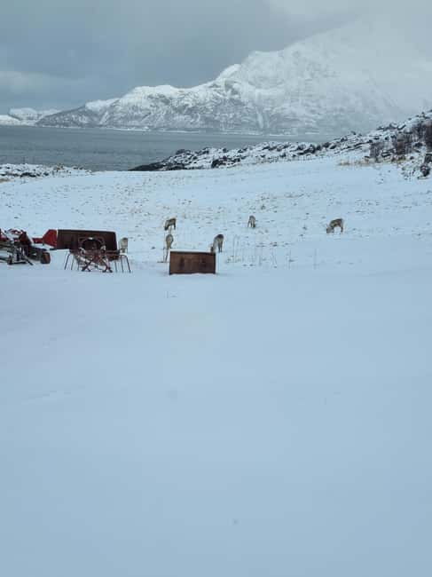 Tromsø: Arctic Fjords & Beaches  Coastal Escape - Spot Reindeer, Eagles, and Otters in Their Natural Habitat