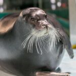 Tromsø: Entrance Ticket to Polaria - Engaging Interactive Exhibits and Climate Education