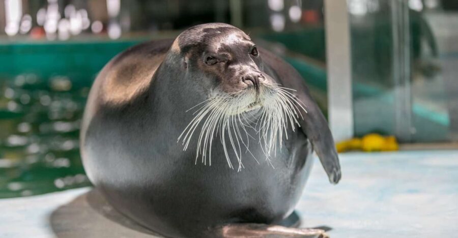 Tromsø: Entrance Ticket to Polaria - Engaging Interactive Exhibits and Climate Education