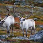 Tromso: Fjord Arctic Adventure Expedition - Discover Tromso’s Fjord Landscapes and Rocky Islands