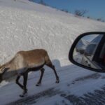 Tromsø: Fjords Tour - Exploring Kvaløya and Its Scenic Wonders