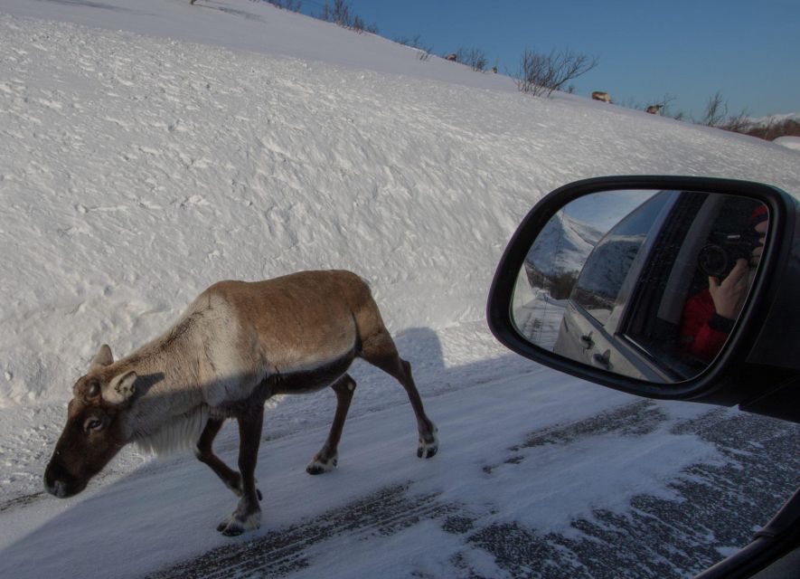 Tromsø: Fjords Tour - Exploring Kvaløya and Its Scenic Wonders