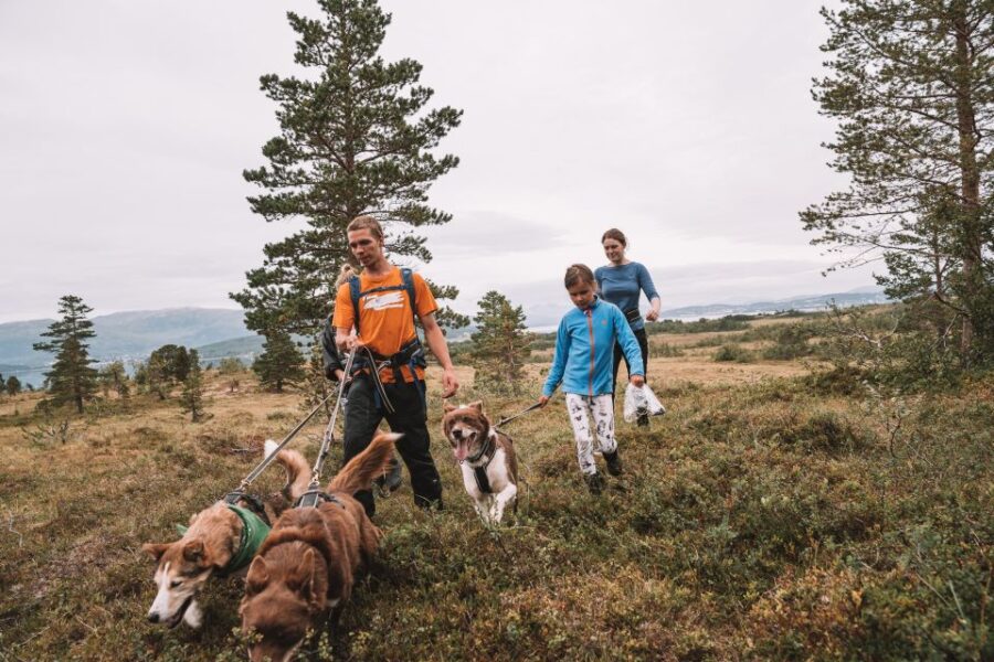 Tromsø: Husky Hike and Puppy Visit with Traditional Lunch - The Husky Walk: A Challenging and Fun Trek